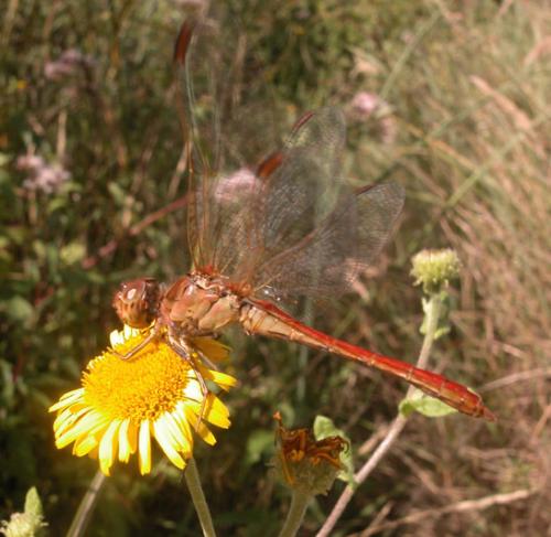 Sympetrum meridionale