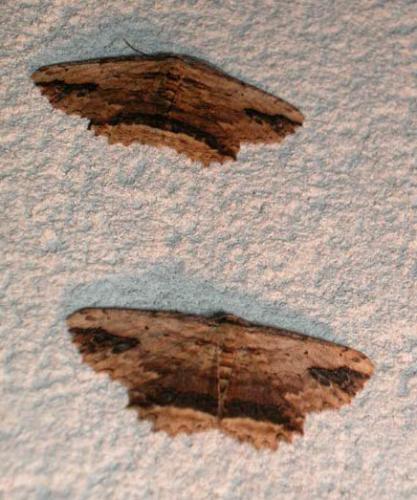 Menophra abruptaria