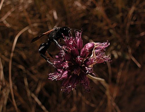 Prionyx subfuscatus
