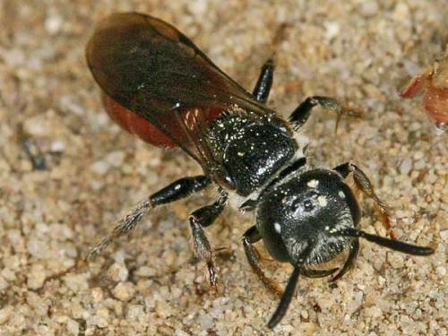 Réf. 1 526 : Sphecodes monilicornis