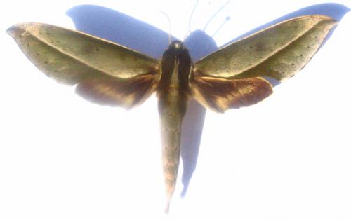 Réf. 1 777 : Xylophanes amadis amadis