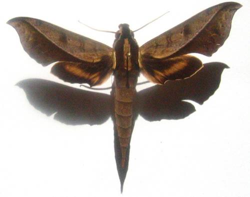 Xylophanes epaphus