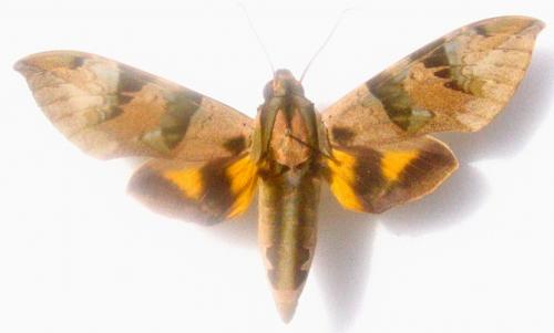 Réf. 1 868 : Eumorpha capronnieri