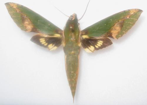Réf. 1 867 : Xylophanes chiron nechus
