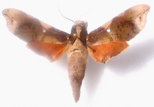 Callionima pan