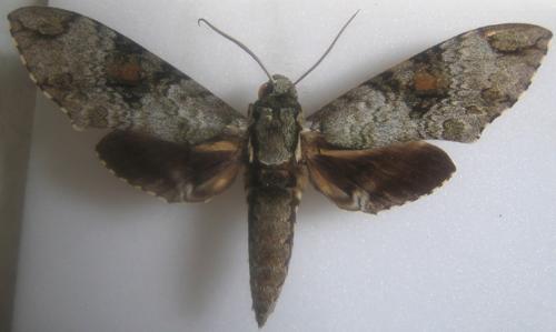 Réf. 1 948 : Manduca florestan