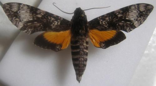 Réf. 1 947 : Isognathus excelsior