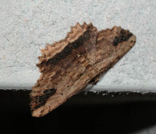 Menophra abruptaria