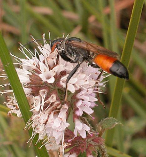 Réf. 1 147 : Sphex funerarius