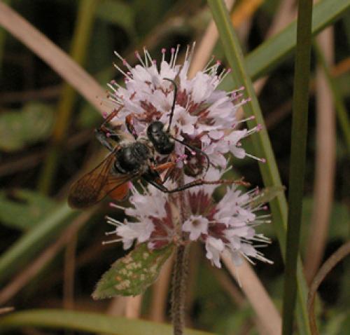 Réf. 1 149 : Sphex funerarius