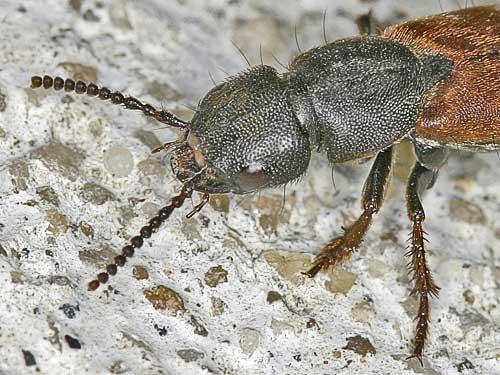 Réf. 1 296 : Platydracus stercorarius