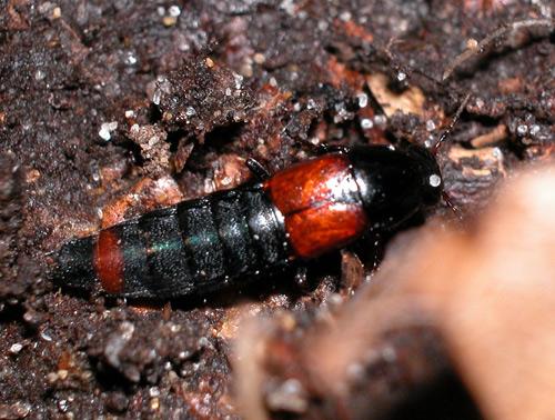 Réf. 1 598 : Quedius sp.