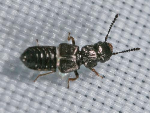 Réf. 1 660 : Anotylus sp.