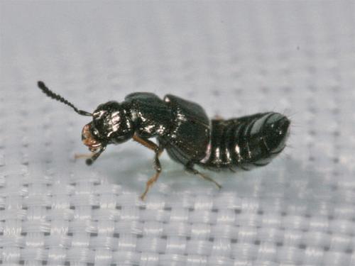Réf. 1 661 : Anotylus sp.