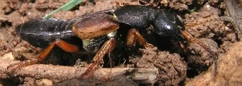 Réf. 1 278 : Staphylinus dimidiaticornis