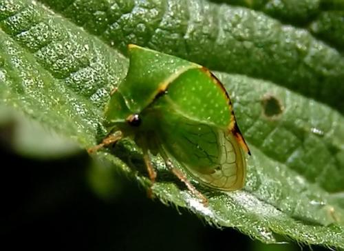 Réf. 1 359 : Stictocephala bisonia