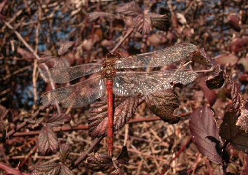 Sympetrum striolatum