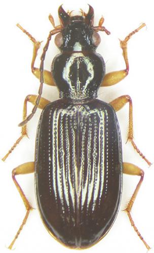 Sinechostictus ruficorne