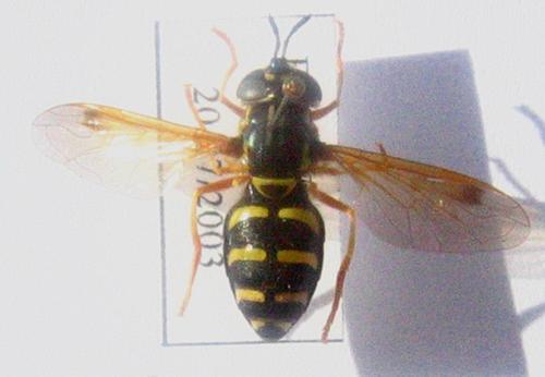 Chrysotoxum festivum