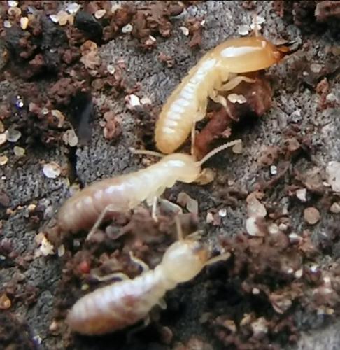 Reticulitermes lucifugus