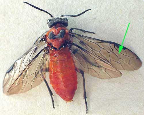 Dolerus triplicatus