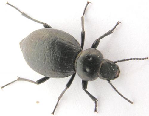 Réf. 1 397 : Tentyria interrupta