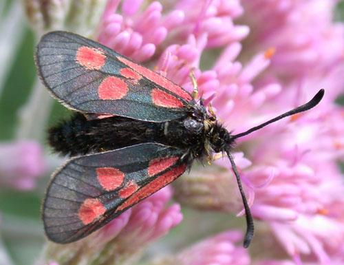 Réf. 1 068 : Zygaena exulans