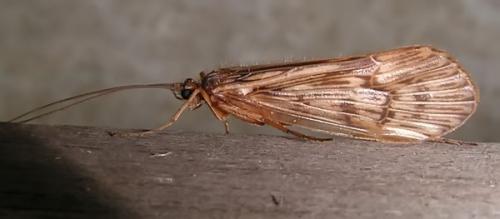 Réf. 1 289 : Halesus sp.