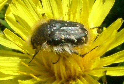 Tropinota hirta