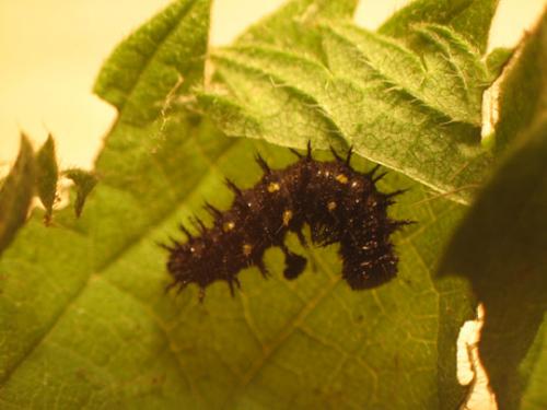 Vanessa atalanta
