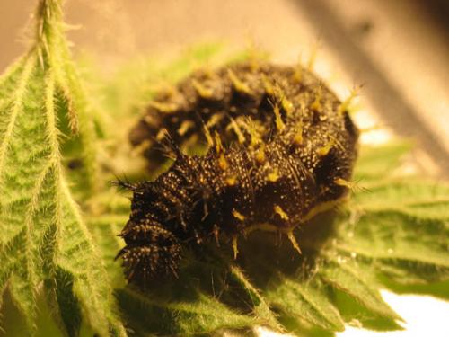 Vanessa atalanta