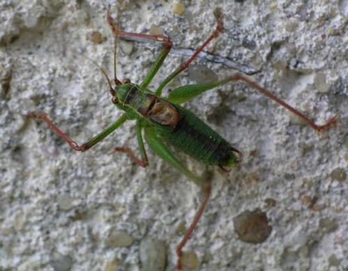 Leptophyes punctatissima