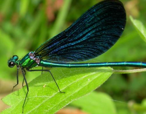 Réf. 1 244 : Calopteryx virgo meridionalis