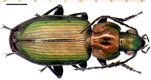 Réf. 1 207 : Agonum viridicupreum