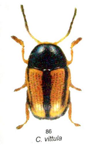 Réf. 1 159 : Cryptocephalus pygmaeus