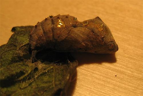 Réf. 1 908 : Vanessa atalanta