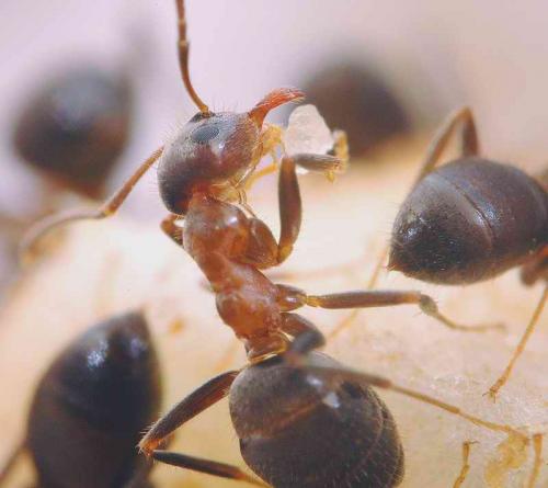 Lasius emarginatus