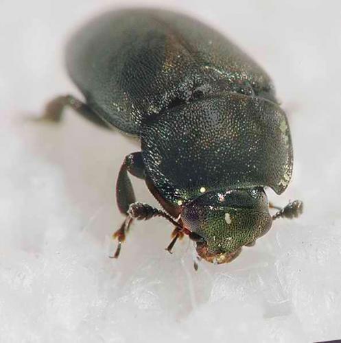 Meligethes sp.