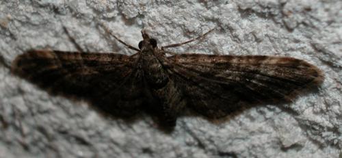 Eupithecia sp.