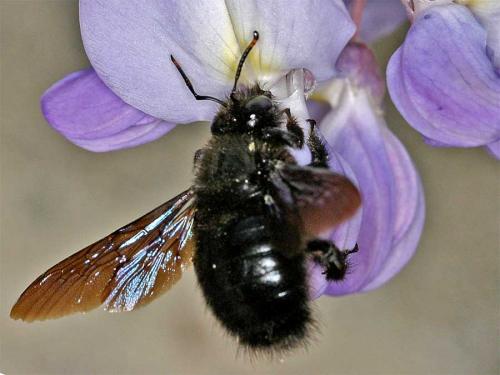 Réf. 1 853 : Xylocopa violacea