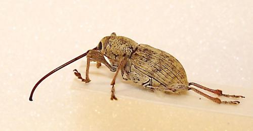 Réf. 1 951 : Curculio elephas