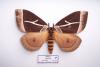 1840 – Photo : Zerynthia – Guyane française