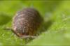 1200 – Photo : reptile59 Seb – France (59)