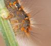 Lasiocampa quercus