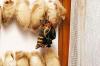 Attacus atlas