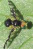 Euleia heraclei