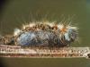 Lasiocampa quercus