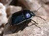 Canthophorus melanopterus