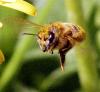 Apis mellifera