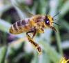 Apis mellifera